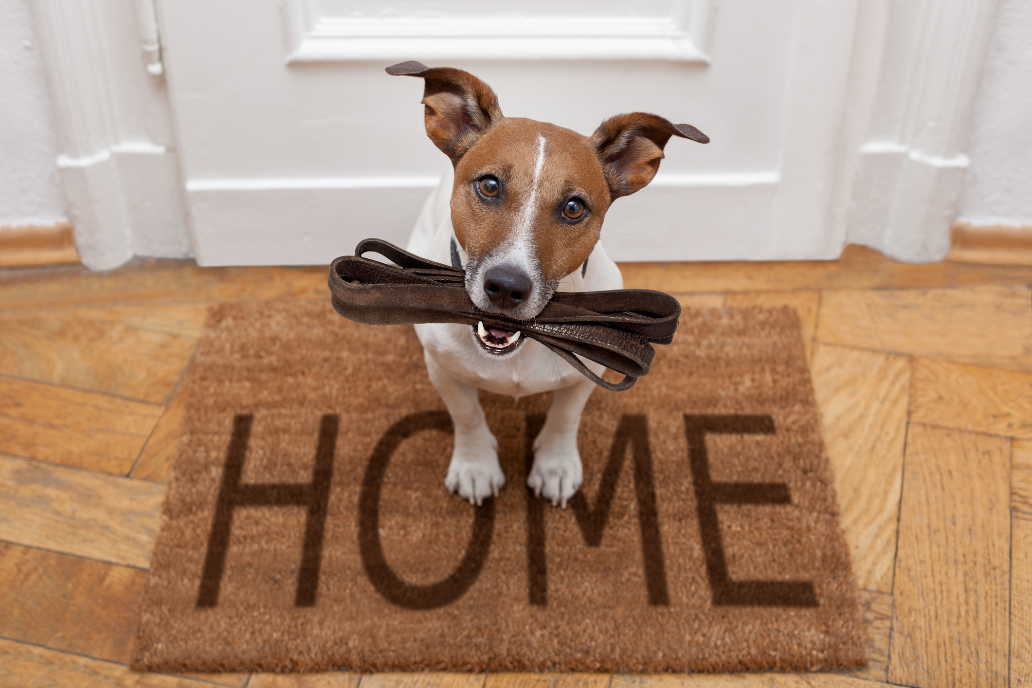 Dog sitting holding lease in mouth